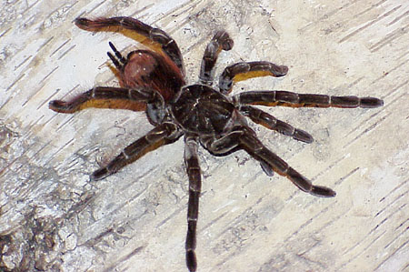  Pamphobeteus petersi ID = 