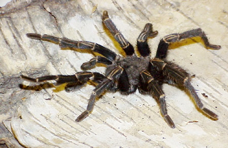  Pamphobeteus ultramarinus ID = 