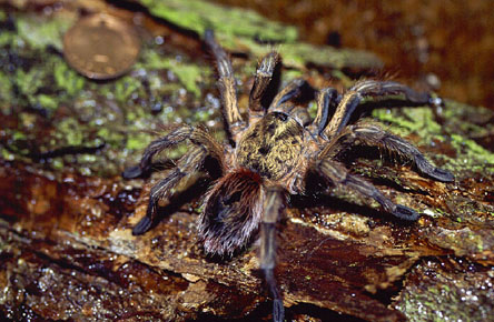  Paraphysa scrofa ID = 