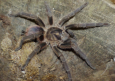  Phormictopus aureocephalus ID = 