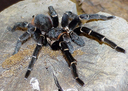  Acanthoscurria juruenicola ID = 