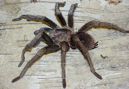  Phormictopus cancerides ID = 