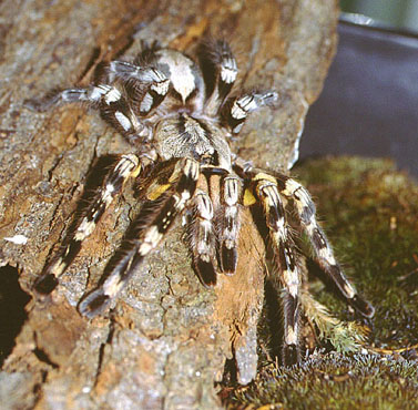  Poecilotheria fasciata ID = 