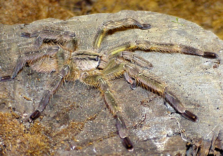  Poecilotheria fasciata ID = 