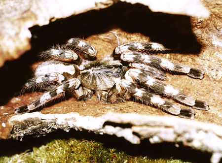  Poecilotheria formosa ID = 