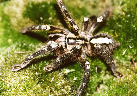  Poecilotheria ornata ID = 