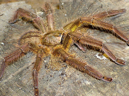  Poecilotheria ornata ID = 