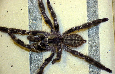  Poecilotheria regalis ID = 