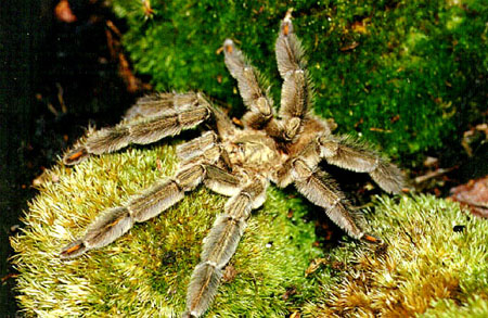  Psalmopoeus cambridgei ID = 