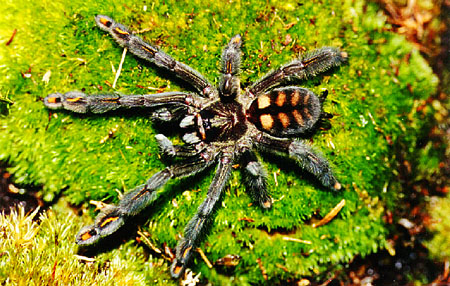  Psalmopoeus irminia ID = 