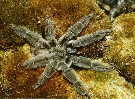  Psalmopoeus irminia ID = 