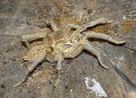  Pterinochilus murinus ID = 