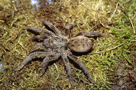  Pterinochilus wiedenmanni ID = 