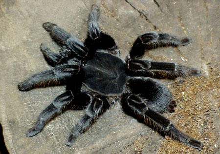  Selenocosmia javanensis   ex Sumatra ID = 