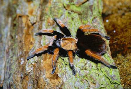  Aphonopelma bicoloratum ID = 