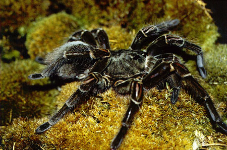  Theraphosa blondi ID = 