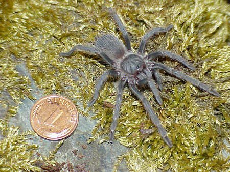  Lasiodora difficilis ID = 