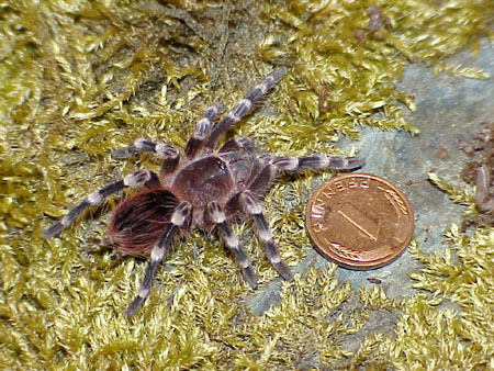  Acanthoscurria geniculata ID = 