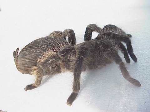  Brachypelma albopilosum ID = 