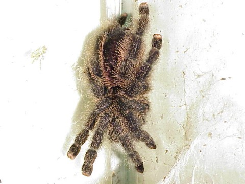  Avicularia metallica ID = 