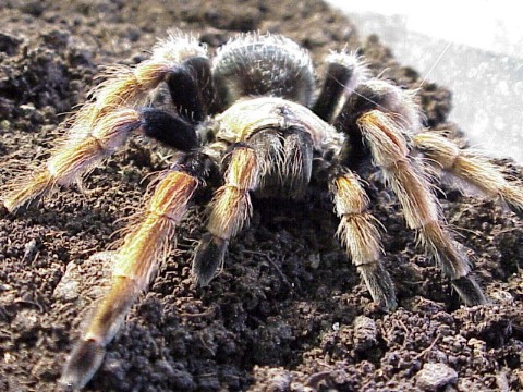  Brachypelma boehmei ID = 