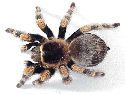  Brachypelma smithi ID = 