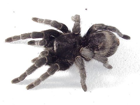  Grammostola pulchra ID = 