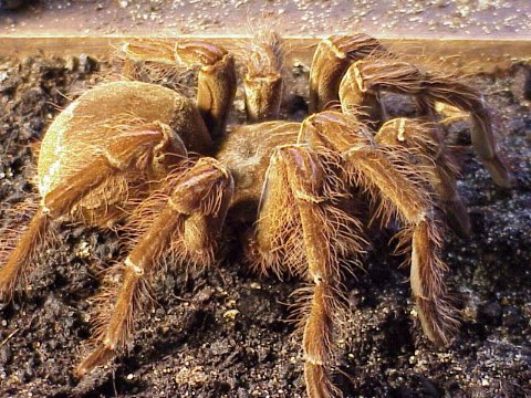  Theraphosa blondi ID = 