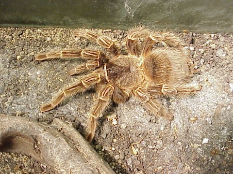  Lasiodora parahybana ID = 