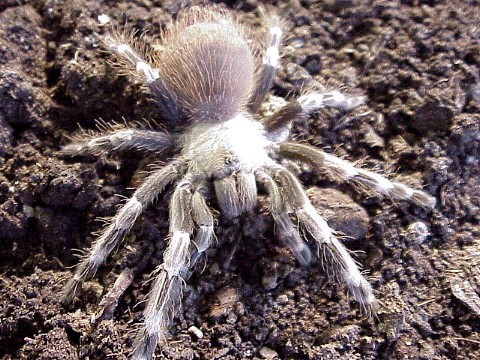  Lasiodora cristata ID = 