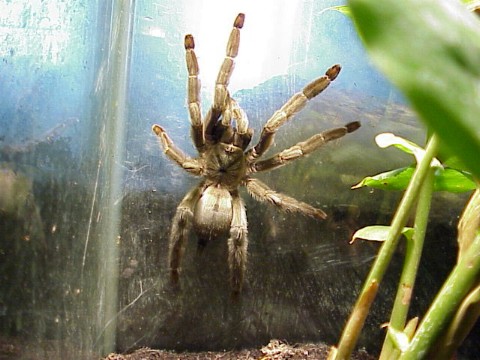  Psalmopoeus cambridgei ID = 