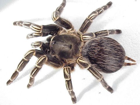  Aphonopelma seemanni ID = 