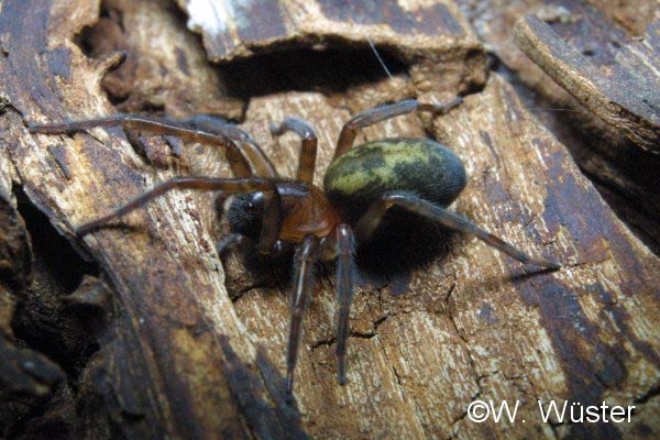  Amaurobius fenestralis ID = 