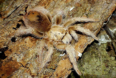  Aphonopelma clarki ID = 