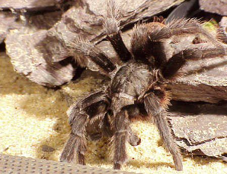  Aphonopelma clarki 1.0 ID = 