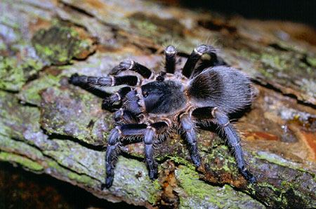  Tmesiphantes spinopalpus ID = 