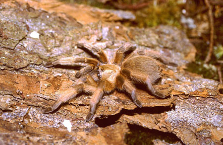  Aphonopelma moderatum ID = 