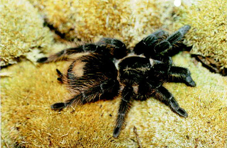  Aphonopelma pallidum ID = 