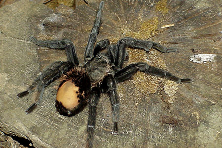  Aphonopelma pallidum ID = 