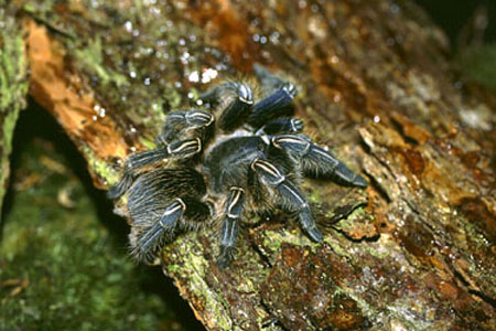  Aphonopelma seemanni ID = 