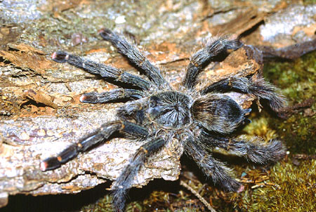  Avicularia aurantiaca ID = 