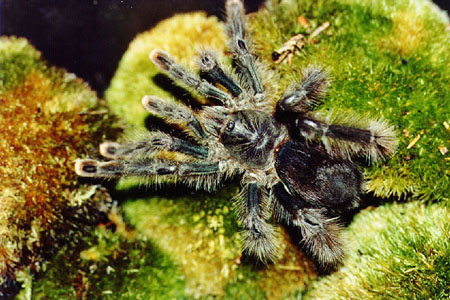  Avicularia avicularia ID = 