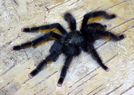  Avicularia avicularia ID = 