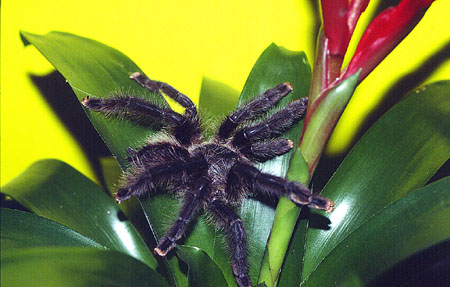  Avicularia azuraklaasi ID = 