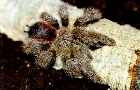  Avicularia huriana ID = 