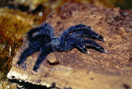  Avicularia metallica ID = 