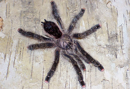  Avicularia ulrichea ID = 