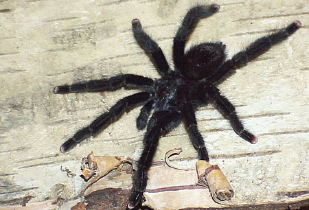  Avicularia ulrichea 1.0 ID = 