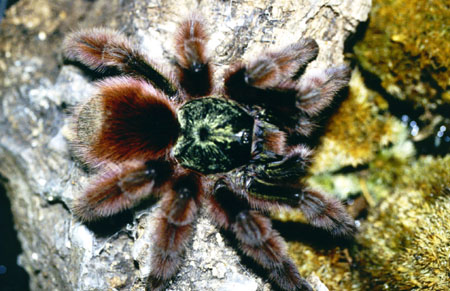  Avicularia versicolor ID = 