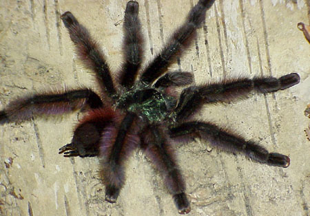  Avicularia versicolor ID = 